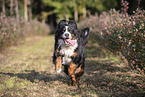 running Bernese Mountain Dog