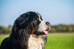 Bernese Mountain Dog mit degenerative myelopathy