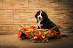 Bernese Mountain Dog Puppy