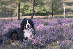 Bernese Mountain Dog