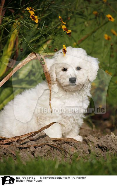 Bichon Frise Welpe / Bichon Frise Puppy / RR-18452