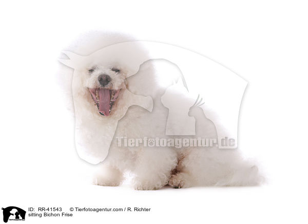 sitzender Bichon Frise / sitting Bichon Frise / RR-41543