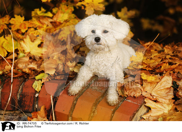 lying Bichon Frise / RR-74705