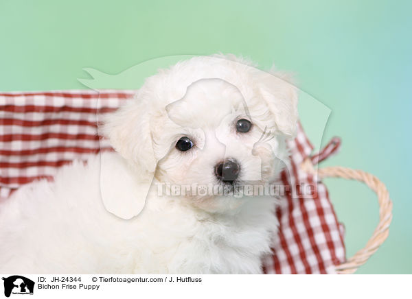 Bichon Frise Welpe / Bichon Frise Puppy / JH-24344