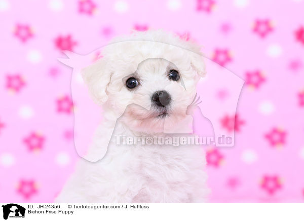 Bichon Frise Puppy / JH-24356