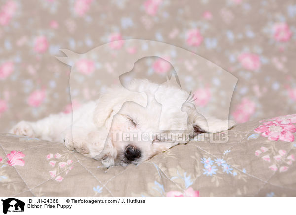 Bichon Frise Welpe / Bichon Frise Puppy / JH-24368