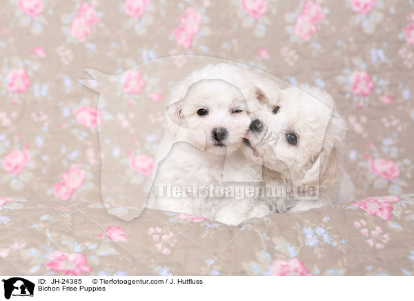 Bichon Frise Puppies / JH-24385