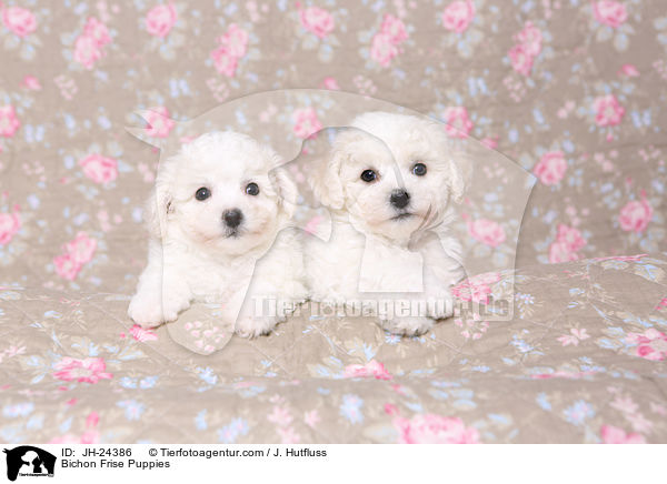 Bichon Frise Puppies / JH-24386
