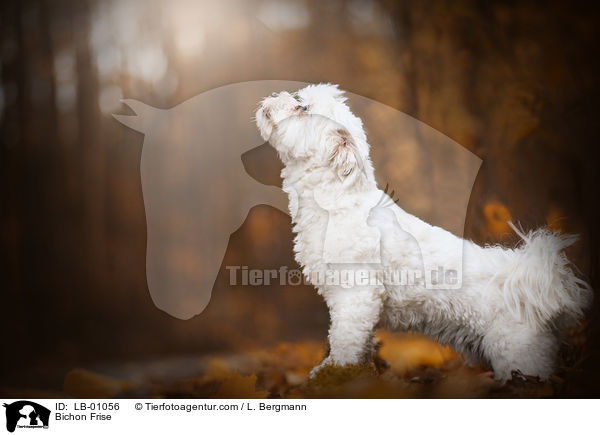 Bichon Frise / Bichon Frise / LB-01056