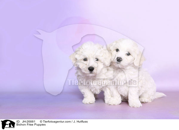 Bichon Frise Puppies / JH-26881