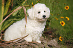 Bichon Frise Puppy