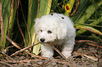 Bichon Frise Puppy