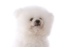 Bichon Frise Portrait