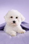 young Bichon Frise