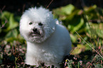 Bichon Frise