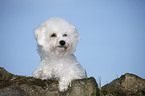 lying Bichon Frise