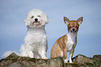 Bichon Frise and Chihuahua