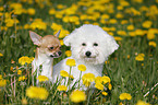 Chihuahua and Bichon Frise