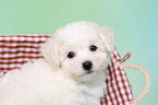 Bichon Frise Puppy