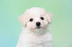 Bichon Frise Puppy