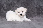 Bichon Frise Puppy