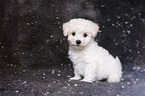 Bichon Frise Puppy