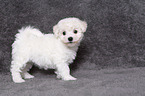 Bichon Frise Puppy