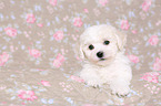 Bichon Frise Puppy