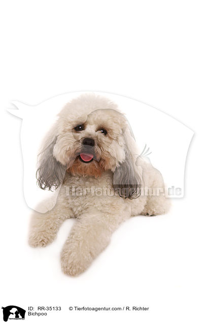 Bichon-Frise-Pudel-Mischling / Bichpoo / RR-35133