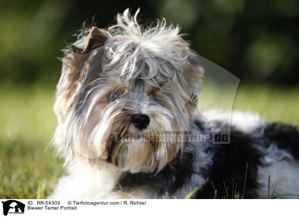 Biewer Terrier Portrait / Biewer Terrier Portrait / RR-54309