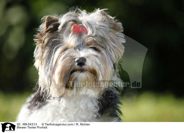 Biewer Terrier Portrait / Biewer Terrier Portrait / RR-54313