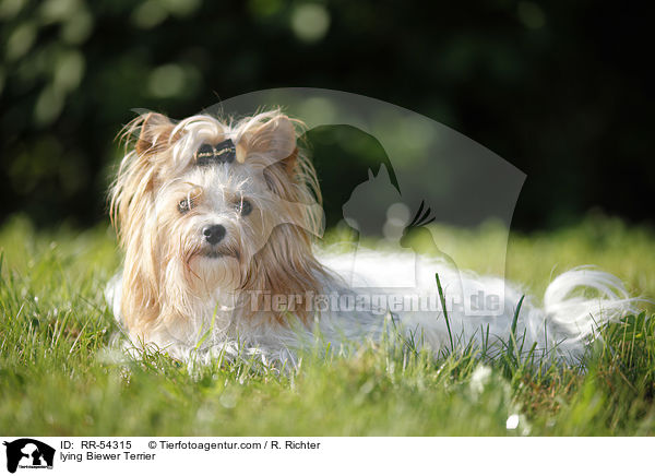 liegender Biewer Terrier / lying Biewer Terrier / RR-54315