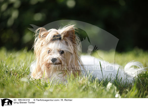 liegender Biewer Terrier / lying Biewer Terrier / RR-54316