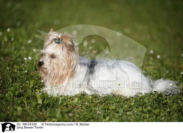 liegender Biewer Terrier / lying Biewer Terrier / RR-54326