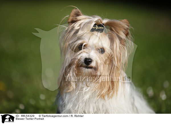 Biewer Terrier Portrait / Biewer Terrier Portrait / RR-54329