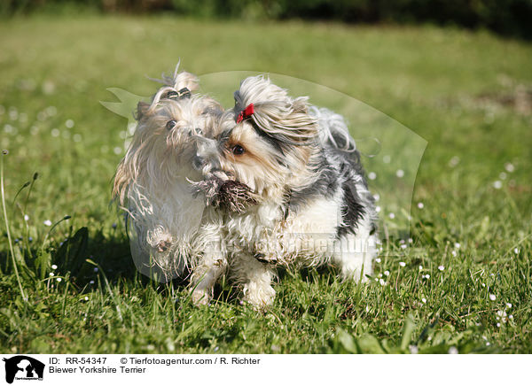 Biewer-Yorkshire-Terrier / Biewer Yorkshire Terrier / RR-54347