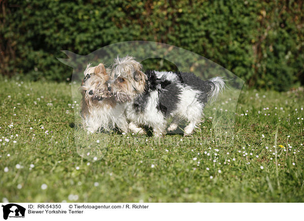 Biewer-Yorkshire-Terrier / Biewer Yorkshire Terrier / RR-54350