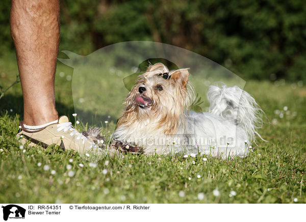Biewer Terrier / Biewer Terrier / RR-54351