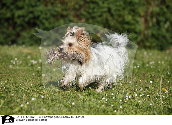 Biewer-Yorkshire-Terrier / Biewer Yorkshire Terrier / RR-54352