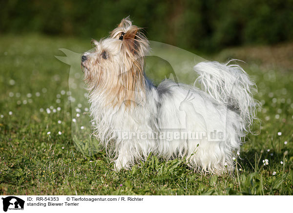 stehender Biewer Terrier / standing Biewer Terrier / RR-54353
