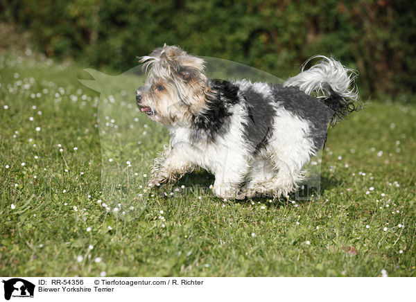 Biewer-Yorkshire-Terrier / Biewer Yorkshire Terrier / RR-54356