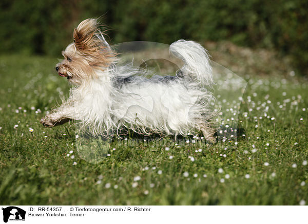 Biewer-Yorkshire-Terrier / Biewer Yorkshire Terrier / RR-54357