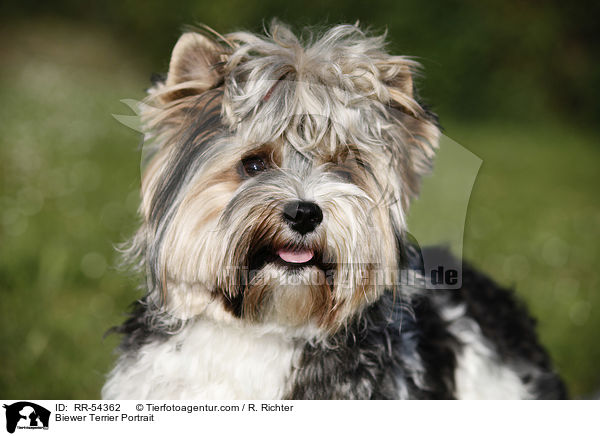 Biewer Terrier Portrait / Biewer Terrier Portrait / RR-54362
