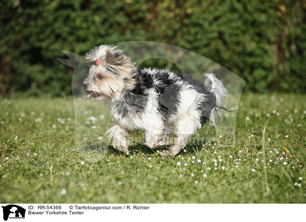 Biewer-Yorkshire-Terrier / Biewer Yorkshire Terrier / RR-54366