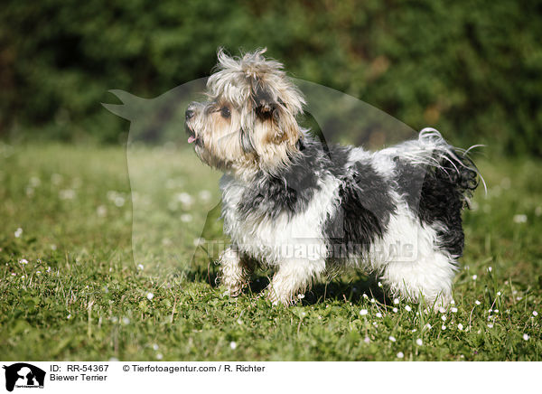 Biewer Terrier / Biewer Terrier / RR-54367
