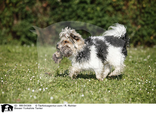 Biewer-Yorkshire-Terrier / Biewer Yorkshire Terrier / RR-54368