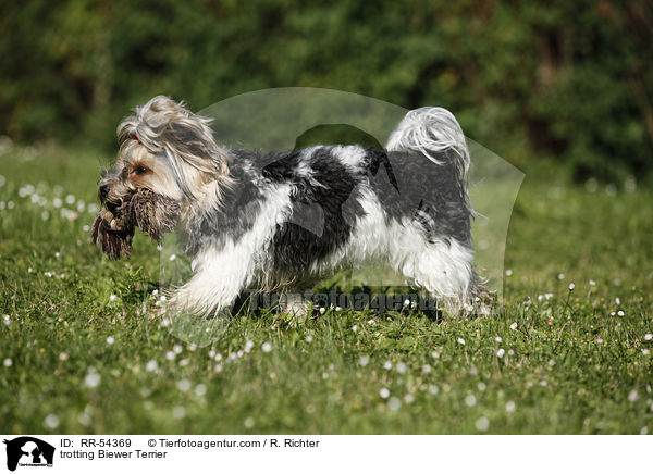 trabender Biewer Terrier / trotting Biewer Terrier / RR-54369