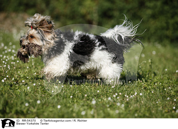 Biewer-Yorkshire-Terrier / Biewer Yorkshire Terrier / RR-54370