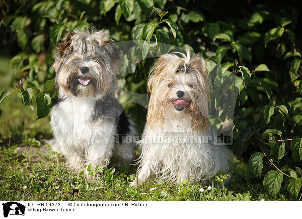 sitzender Biewer Terrier / sitting Biewer Terrier / RR-54373