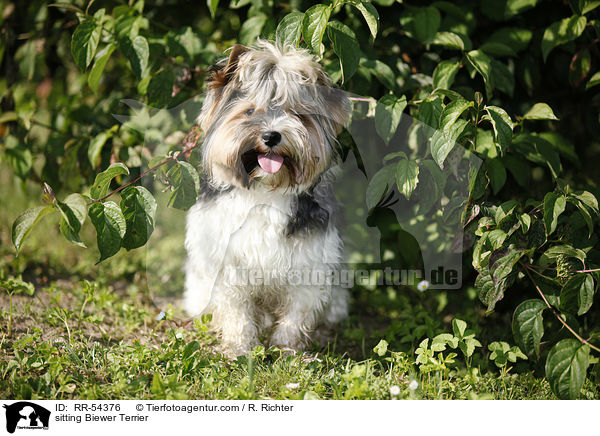sitzender Biewer Terrier / sitting Biewer Terrier / RR-54376